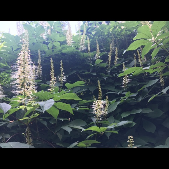 Meet your Posher, T-Lox - Picture 1 of 1